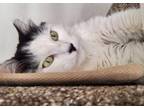 Adopt Mimi - 6 years young! a Black & White or Tuxedo Domestic Longhair / Mixed
