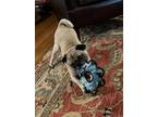 Adopt 2024 - 2008 Penny a Tan/Yellow/Fawn Pug / Mixed dog in Summerfield
