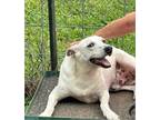 Adopt Buddy a White Labrador Retriever / Bull Terrier / Mixed dog in Tahlequah
