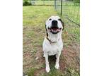Adopt Honey a White American Pit Bull Terrier / Labrador Retriever / Mixed dog