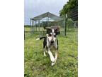Adopt Pepper a Australian Cattle Dog / Mixed dog in Tahlequah, OK (41392752)