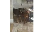 Adopt Kobe a Black Doberman Pinscher / Husky / Mixed dog in Coto de Caza