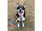 Adopt Zero a Siberian Husky / Mixed dog in Edmonton, AB (41415398)