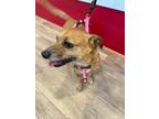 Adopt Winky a Brown/Chocolate - with Tan Mutt / Mixed dog in Anaheim