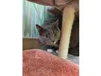 Adopt Phoebe a Gray or Blue American Shorthair / Mixed Breed (Medium) / Mixed