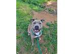 Adopt Henna a Brindle American Pit Bull Terrier / Mixed (short coat) dog in