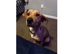 Adopt Luna a Tan/Yellow/Fawn - with White Beagle / Mixed dog in Atlantic Beach