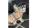Adopt Miss Kitty a White (Mostly) Turkish Van / Mixed (medium coat) cat in