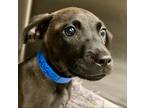 Adopt Pierre a Brown/Chocolate Golden Retriever / Mixed Breed (Medium) / Mixed