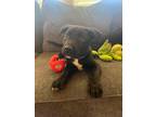 Adopt Ralph a German Shepherd Dog / Mixed Breed (Medium) / Mixed dog in Duncan