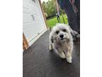 Adopt Max a White - with Tan, Yellow or Fawn Miniature Poodle / Lhasa Apso /