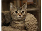 Adopt Mora a Brown Tabby Domestic Shorthair / Mixed Breed (Medium) / Mixed