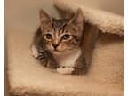 Adopt Dakota a Brown Tabby Domestic Shorthair / Mixed Breed (Medium) / Mixed