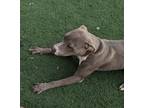 Adopt Rider a Gray/Blue/Silver/Salt & Pepper Weimaraner / Labrador Retriever /