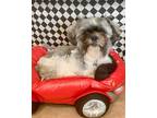 Adopt Estella in TX a White - with Gray or Silver Shih Tzu / Mixed dog in