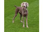 Adopt Einstein a Gray/Blue/Silver/Salt & Pepper Weimaraner / Mixed dog in