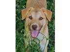 Adopt Ruby a Red/Golden/Orange/Chestnut - with White Australian Shepherd / Nova