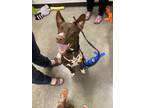 Adopt Cooper a Brown/Chocolate - with White Mutt / Mixed dog in Kettering