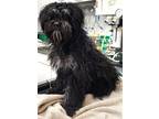 Adopt 160976 a Black Schnauzer (Standard) / Poodle (Miniature) / Mixed (medium