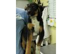 Adopt Laine a Black Terrier (Unknown Type, Medium) / Black Mouth Cur / Mixed