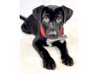 Adopt Emerson a Black Great Pyrenees / Mixed Breed (Medium) / Mixed (short coat)