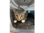 Adopt Squeak* a Brown Tabby Domestic Shorthair / Mixed Breed (Medium) / Mixed