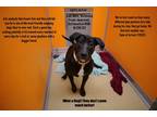 Adopt Norman a Black Labrador Retriever / Mixed Breed (Medium) / Mixed (short