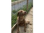 Adopt Laurel a Brown/Chocolate Labrador Retriever / Mixed dog in Terra Alta