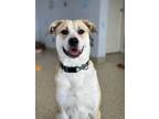 Adopt Parker a Tan/Yellow/Fawn Mixed Breed (Medium) / Mixed Breed (Medium) /
