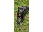 Adopt Toffee a Black Mixed Breed (Medium) / Mixed Breed (Medium) / Mixed (short