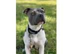 Adopt Diana Ark the dancing Queen a White American Staffordshire Terrier dog in