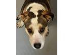 Adopt Archer a Brown/Chocolate Anatolian Shepherd / Mixed Breed (Medium) / Mixed
