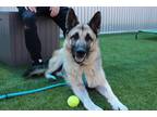 Adopt Yogi a Black Mixed Breed (Small) / Mixed Breed (Medium) / Mixed (short