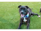 Adopt Kohdi a Black Mixed Breed (Small) / Mixed Breed (Medium) / Mixed (short