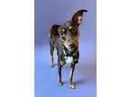 Adopt Phoebe a Brown/Chocolate Australian Kelpie / Mixed dog in Spring