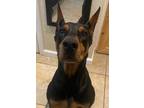 Adopt Cairo a Black - with Tan, Yellow or Fawn Doberman Pinscher / Mixed dog in