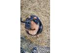 Adopt Mavis a Black - with Tan, Yellow or Fawn Rottweiler / Great Pyrenees /