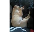 Adopt Loki a Tan/Yellow/Fawn - with White Retriever (Unknown Type) / Dachshund /
