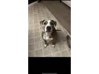 Adopt Millie a Brindle - with White Staffordshire Bull Terrier / Staffordshire