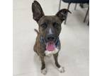 Adopt Hunter a Brindle - with White Catahoula Leopard Dog / Hound (Unknown Type)