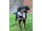 Adopt Marlin - Adoptable a German Shepherd Dog / Mixed Breed (Medium) / Mixed