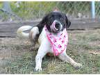 Adopt Kirby - Adoptable a Pointer / Mixed Breed (Medium) / Mixed dog in
