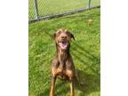 Adopt Louise a Doberman Pinscher / Mixed Breed (Medium) / Mixed dog in