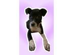 Adopt Katrice a Black Fox Terrier (Smooth) / Mixed Breed (Medium) / Mixed (short