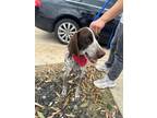 Adopt Evia a Brown/Chocolate Pointer / Mixed dog in Niagara Falls, ON (41397189)