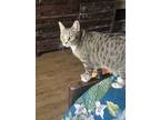Adopt Tequila a Brown Tabby Domestic Longhair / Mixed (medium coat) cat in