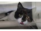 Adopt Todd a All Black Domestic Shorthair / Mixed Breed (Medium) / Mixed (short
