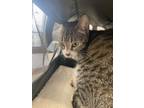 Adopt Ace* a Brown Tabby Domestic Shorthair / Mixed Breed (Medium) / Mixed