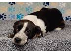 Adopt Suki a Black - with White Beagle / Terrier (Unknown Type