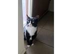 Adopt Zaida a Black & White or Tuxedo Domestic Mediumhair / Mixed (medium coat)